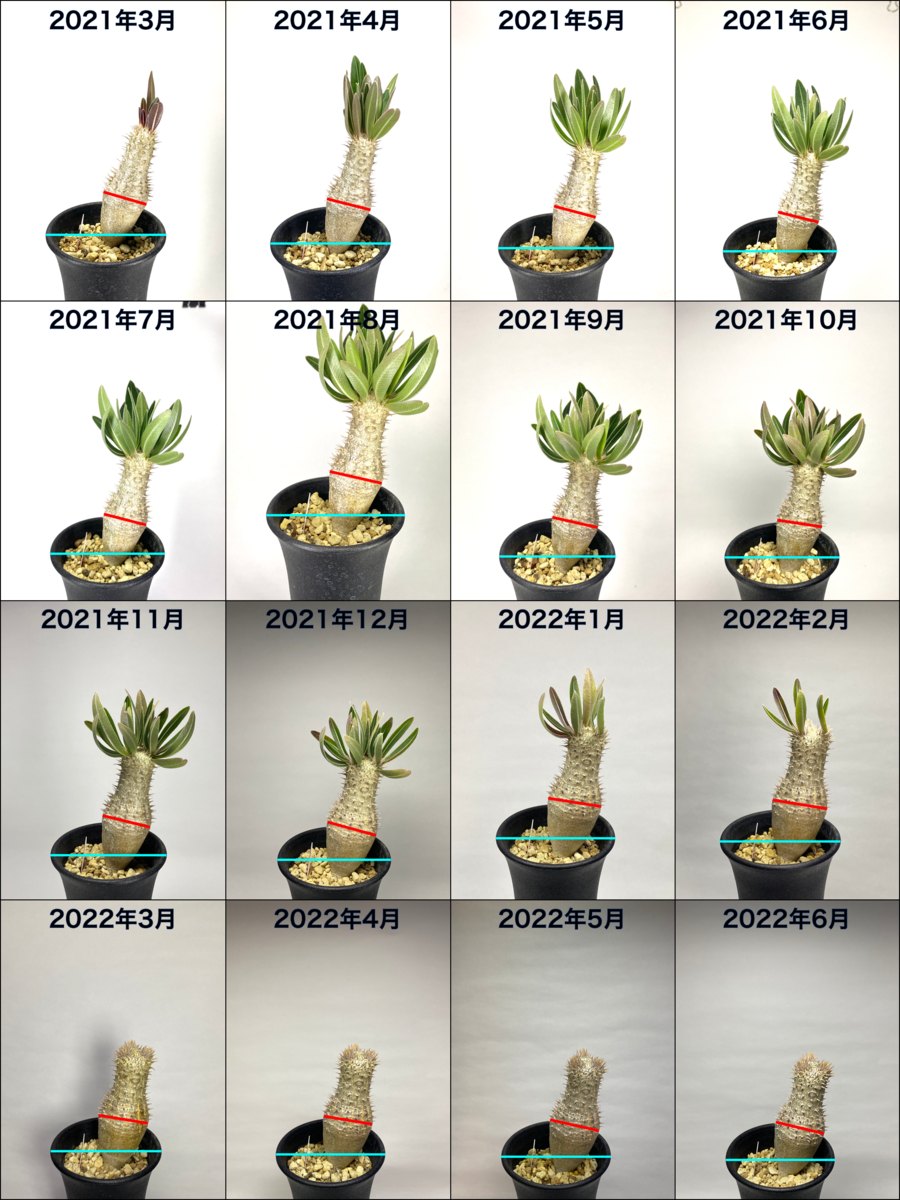 Pachypodium inopinatum （パキポディウム イノピナツム）BBY流の育て