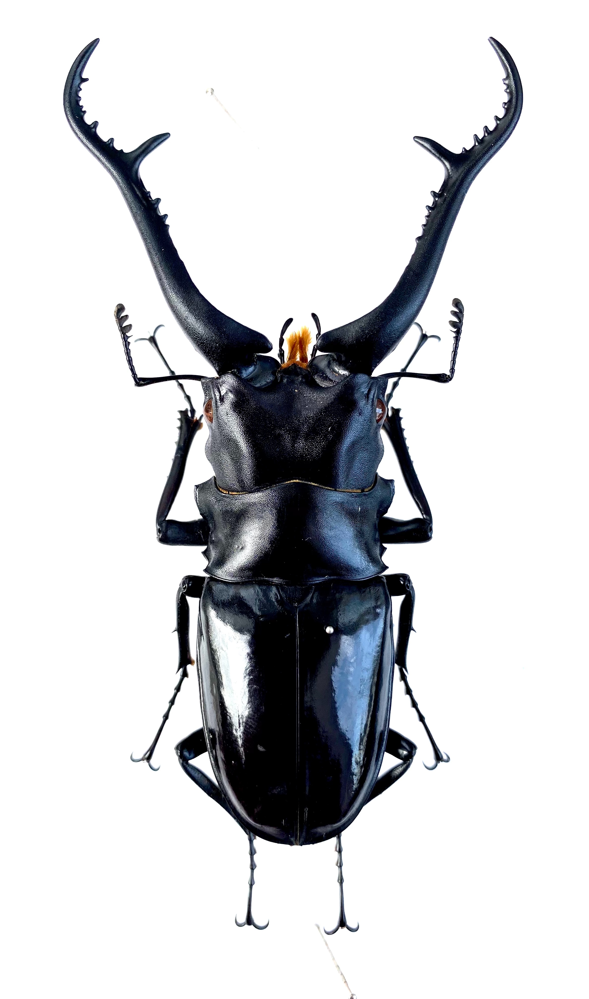 超大型】 ギラファノコギリクワガタ オス113ミリ 標本 超大型