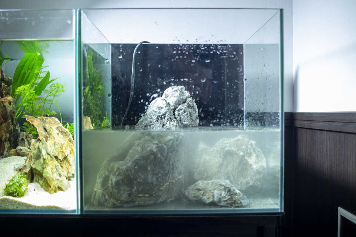 初心者でも簡単？30cmキューブでアクアテラリウムに挑戦！【第4回