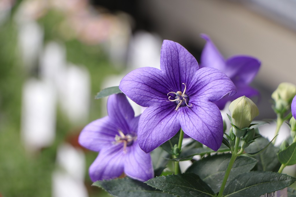 清涼感溢れる青い花特集☆ ライトブルーの魅力に出会おう！#花色 - GP