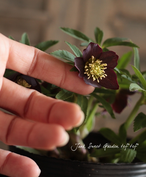 素敵なタイム・原種クリスマスローズ『クロアチカス』 - Junk-sweet