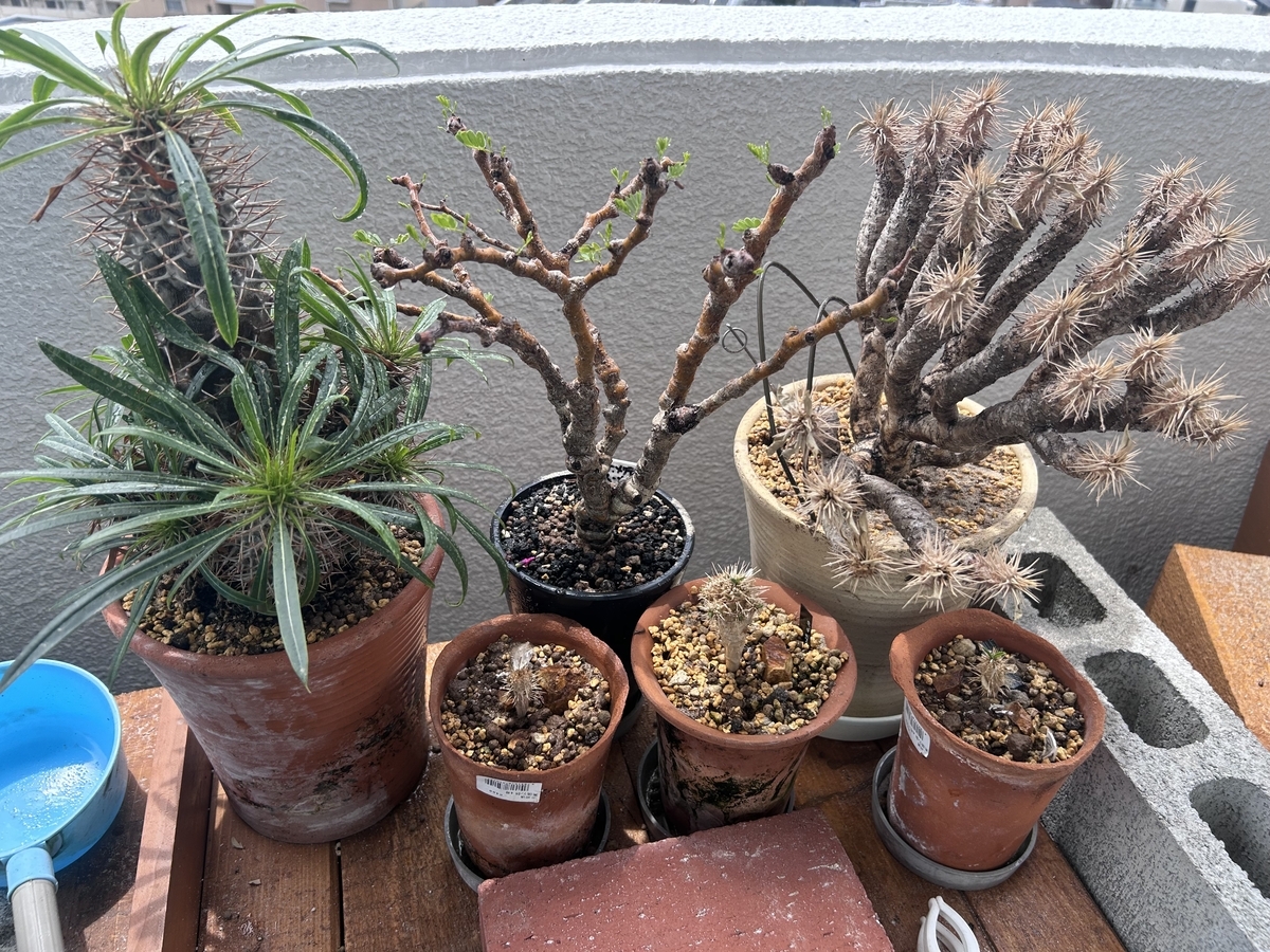 ユーフォルビア・ギラウミニアナ 現地球育ててみる⑤ 2025年（春