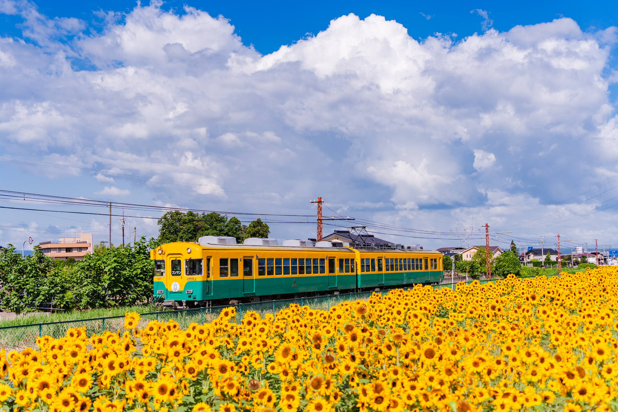 夏は「ひまわり電車」 - 光と風と薔薇と