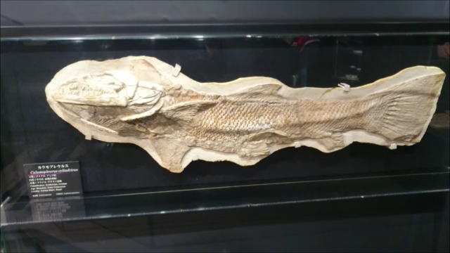 古生物紹介】カラモプレウルス - Prehistoriclifemanの日記