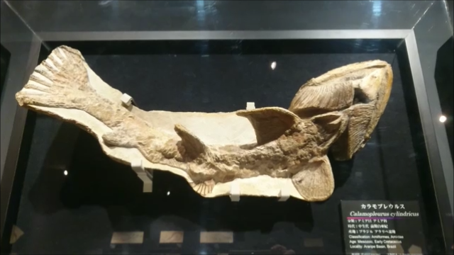 古生物紹介】カラモプレウルス - Prehistoriclifemanの日記