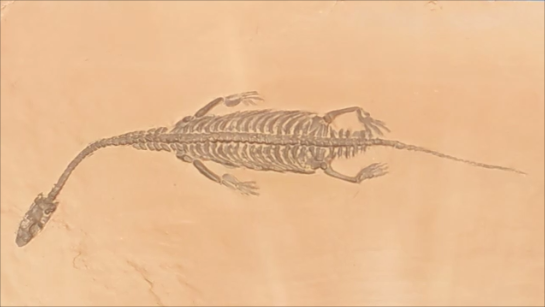 古生物紹介】ケイチョウサウルス(Keichousaurus) - Prehistoriclifeman