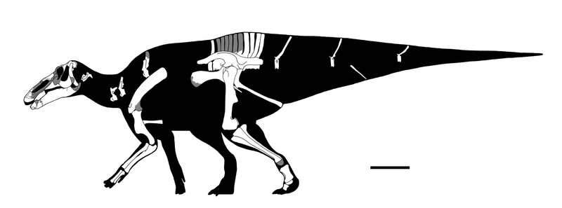 巨型山東龍 - GET AWAY TRIKE !
