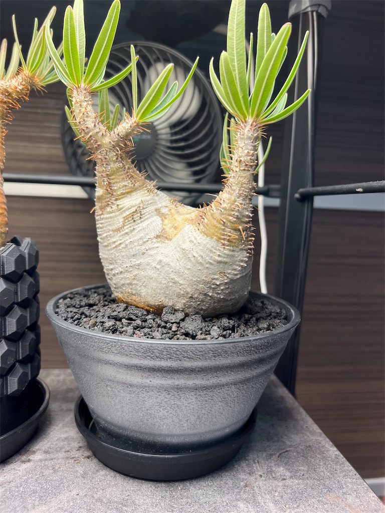 総額20万超】2023年4月に買った植物【購入品紹介】 - つばさブログ