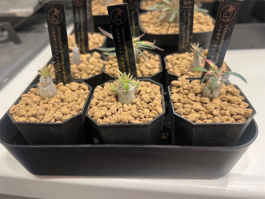 パキポディウム グラキリス実生 鉢ごと パキポディウム グラキリス