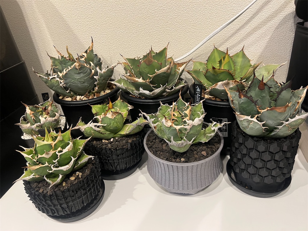 ⭐︎ オテロイ実生 選抜株 Brownie ⭐︎ オテロイ実生 選抜株 Brownie