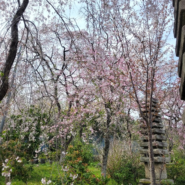 京都】『佐野藤右衛門邸(植藤造園)』に行ってきました。 - あとりの