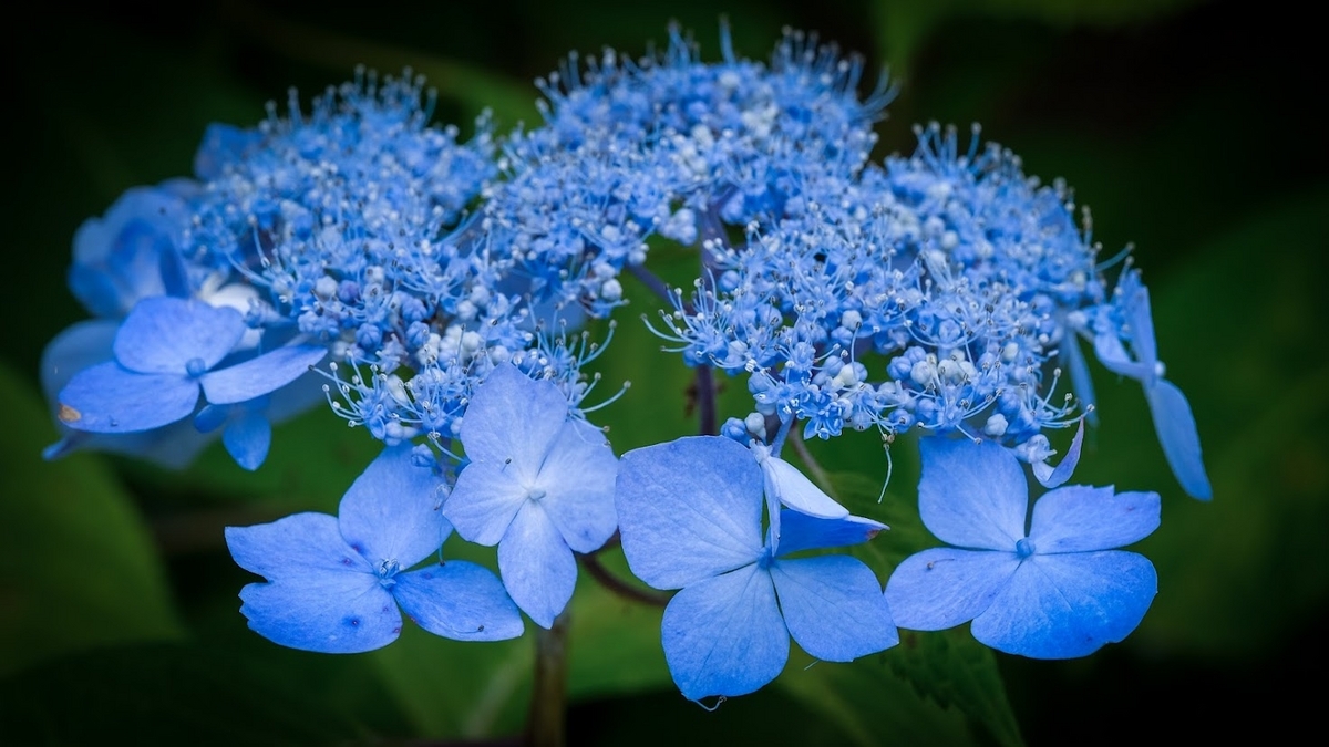 紫陽花2023＠観音寺 - a.k.a.Sakaki