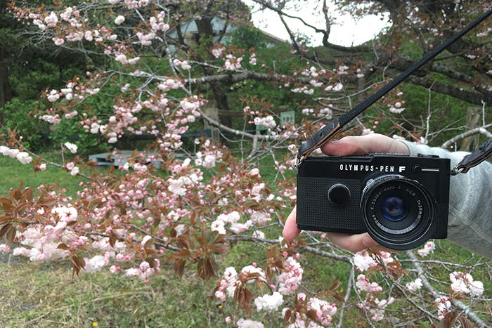 ハーフサイズ一眼レフカメラ PEN FTで秋元牧場の馬と牛と桜を撮ってき