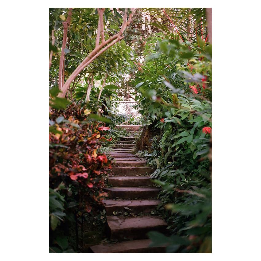 NIKON F80SとAF-S NIKKOR 50mm f/1.8Gで夢の島熱帯植物園を撮ってきた