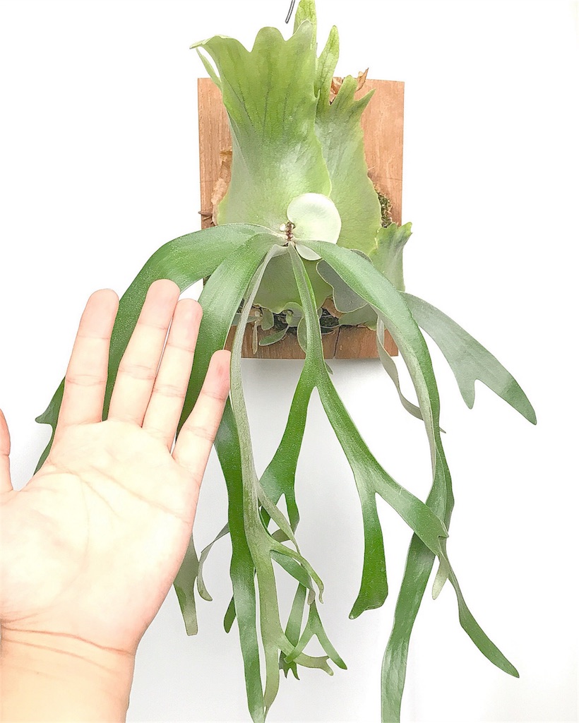 P. willinckii 'Baileyi' (dwarf) - bikalog