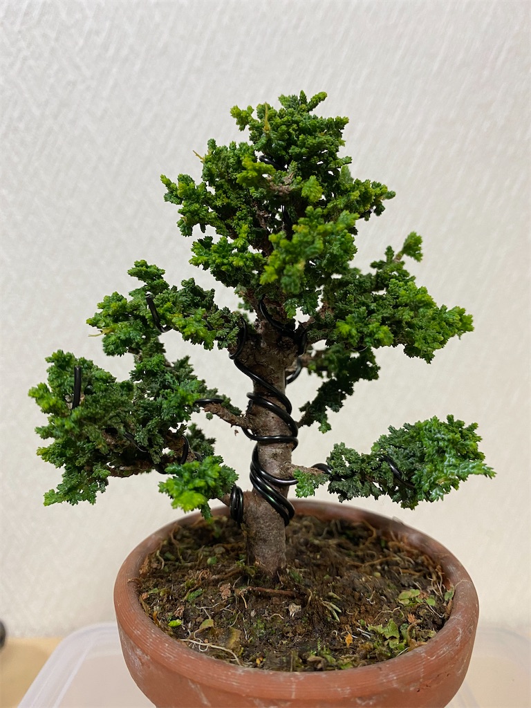 石化ヒノキの剪定と針金かけ - BONSAIちえ