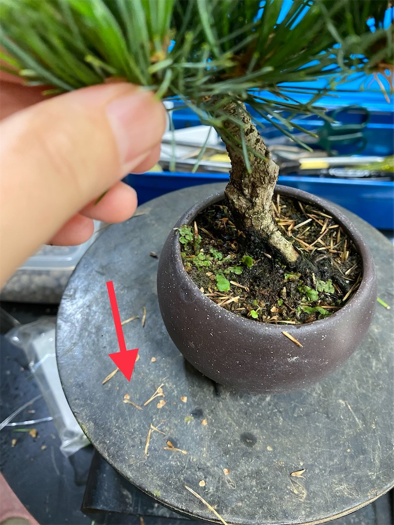 五葉松の古葉とり - BONSAIちえ