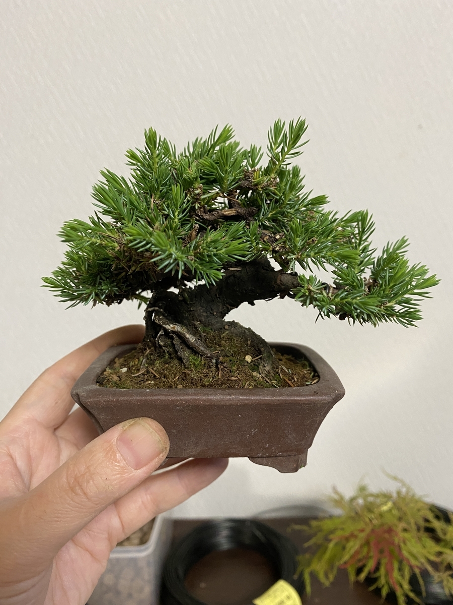 杜松の芽摘み - BONSAIちえ