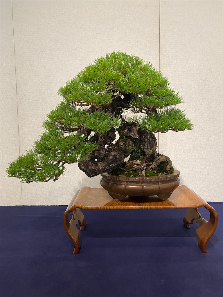 第97回国風盆栽展(前期) - BONSAIちえ