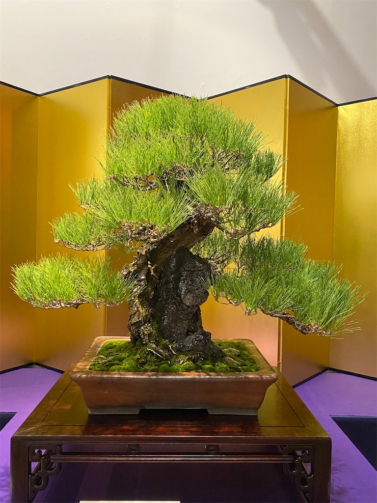 第97回国風盆栽展(前期) - BONSAIちえ