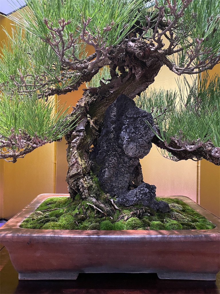 第97回国風盆栽展(前期) - BONSAIちえ