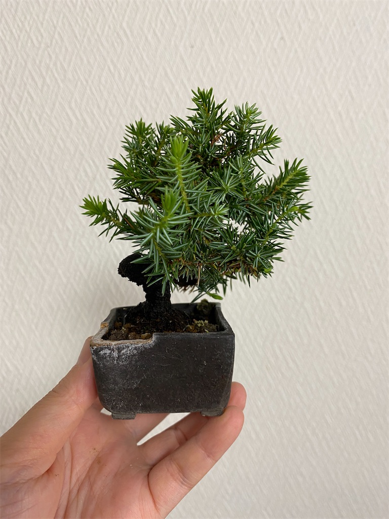 杜松のお手入れ - BONSAIちえ