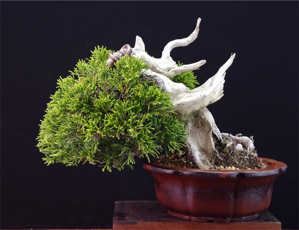 真柏の話（糸魚川シンパク特集） - BONSAI-LABO（盆栽ラボ）凜 係の者