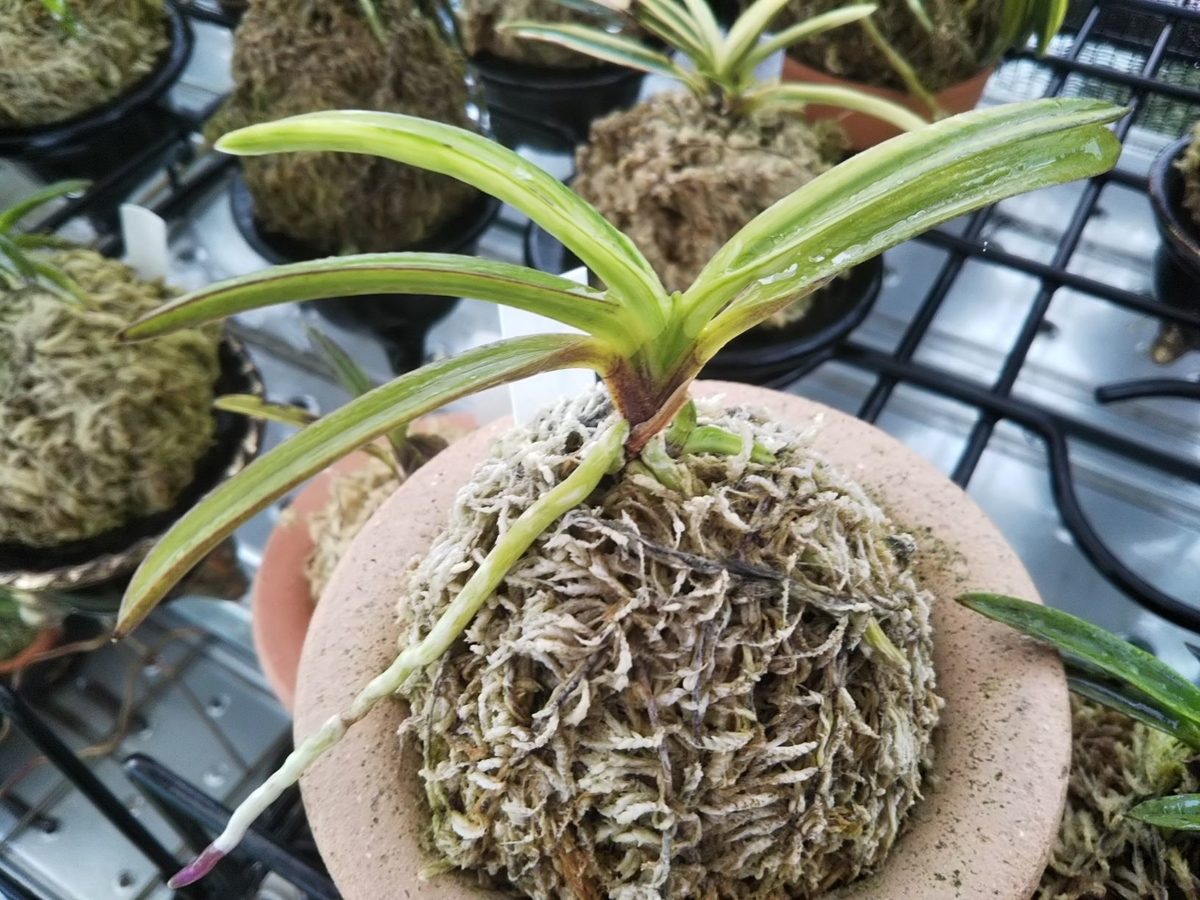 白牡丹（はくぼたん）・・・。 - 都会の隅で農的暮らし