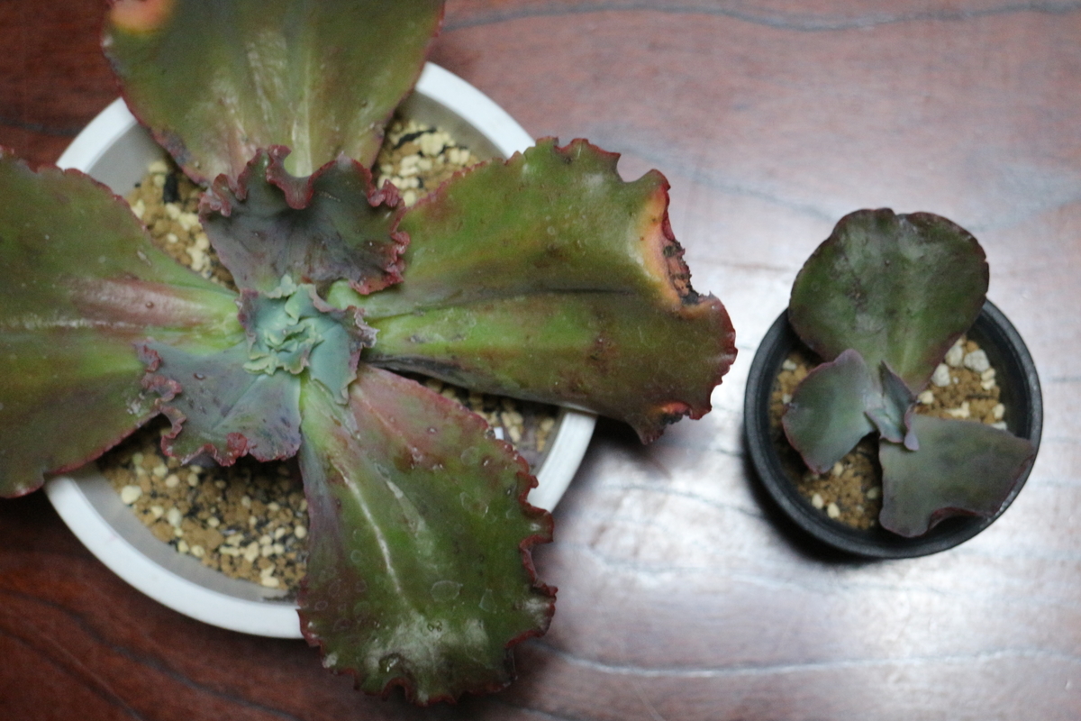 多肉屋さん探訪】カクタスブライトさんに行ってきた！ - ブルックリン