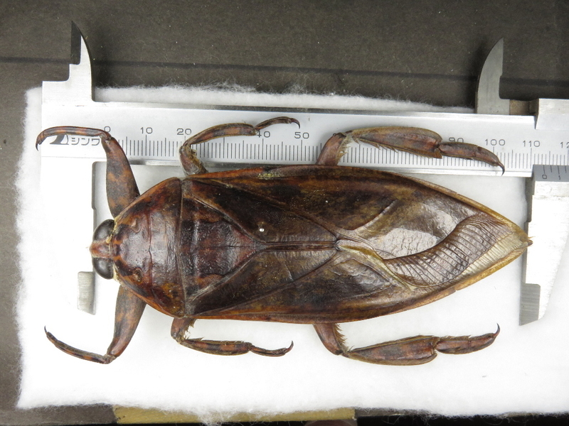 ナンベイオオタガメ 102mm(頭部〜羽先) 昆虫標本 タガメ 水生昆虫 標本
