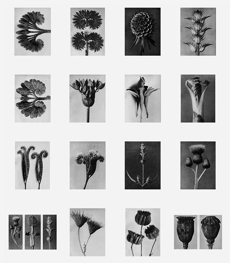 カール・ブロスフェルト（Karl Blossfeldt, 1865 – 1932） - 記憶の彼方へ