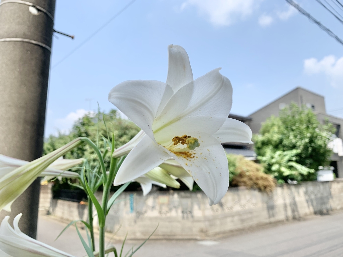 タカサゴユリ - 愛すべき雑草たち
