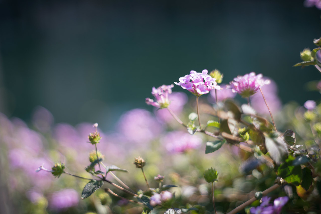 Serenar 50mm F1.8 Canon Lens - fortia's レビュー