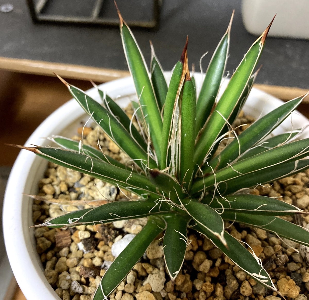 アガベフィリフェラ】ワイルドすぎないスマートなアガベ - ガミログ