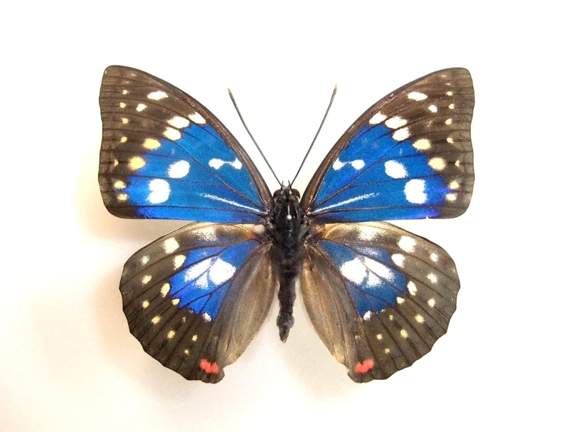 モルフォオオムラサキ。 - 蝶の国から