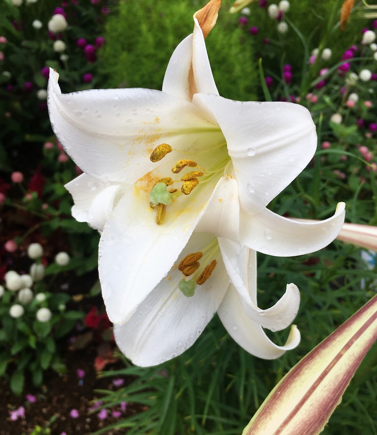 タカサゴユリの花 - Humanoid K's diary