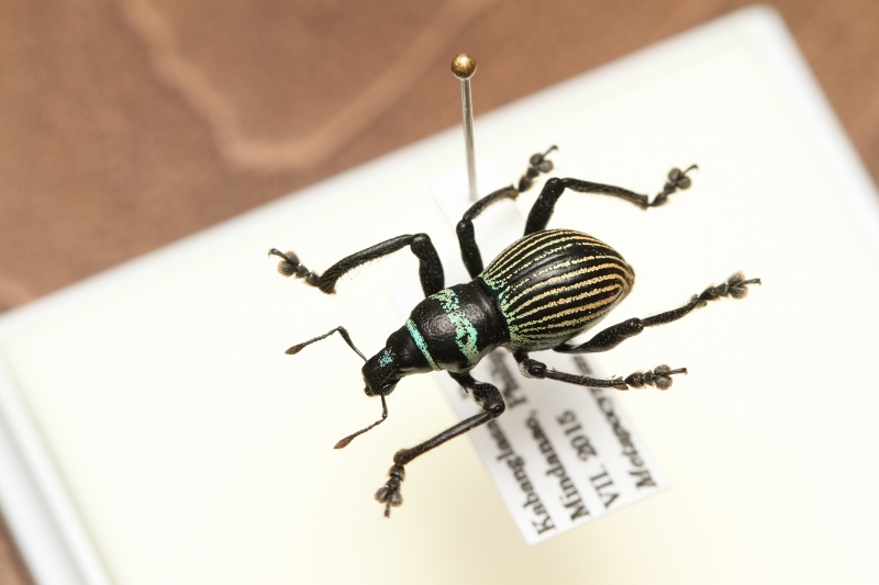 博ふぇす商品：カタゾウムシ(1) - うみねこ博物堂