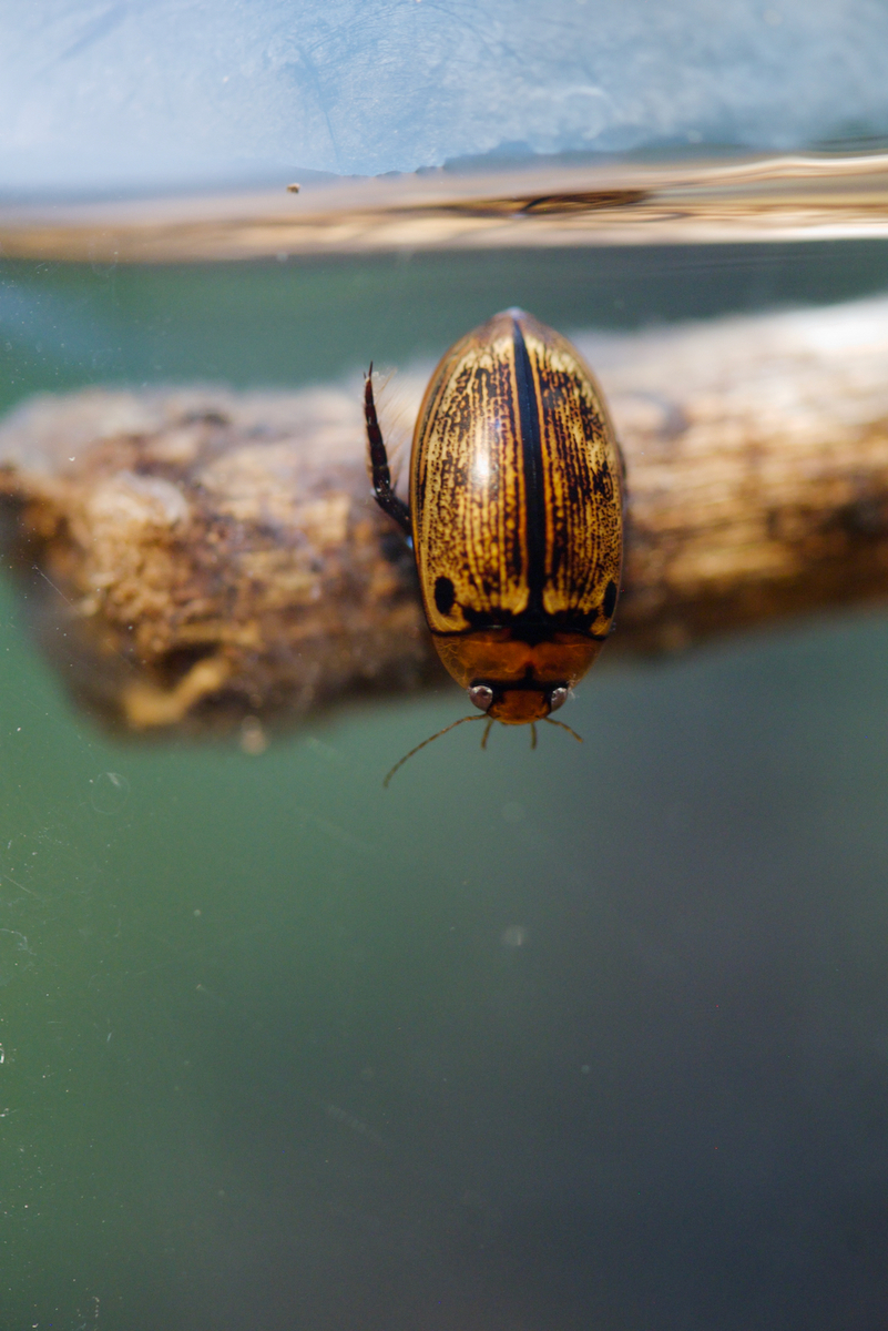 ヤンバルオオイチモンジシマゲンゴロウ Hydaticus yambaruensis