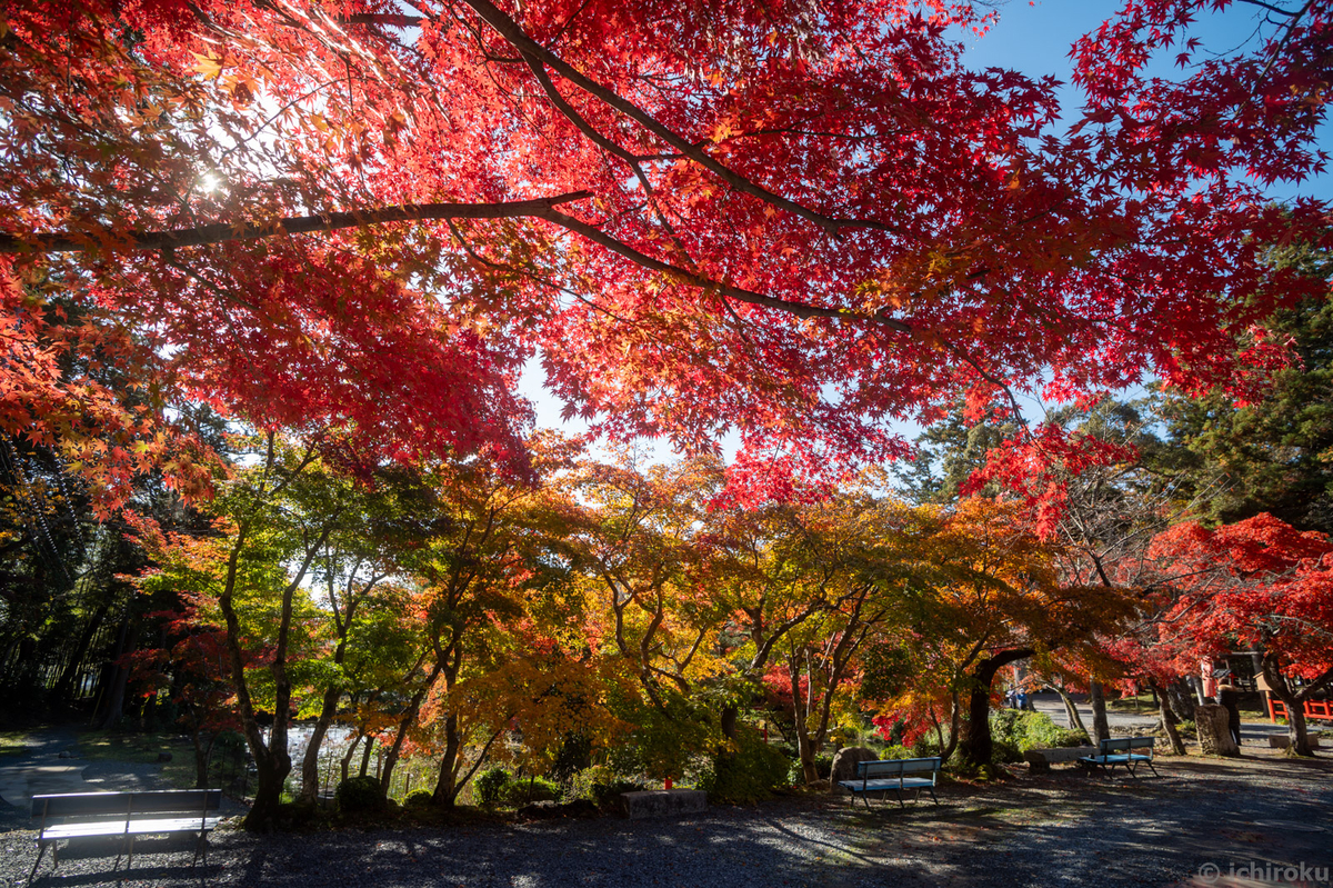 ジャンク】3000円でこの描写！？お買い得広角ズームレンズ！【Canon