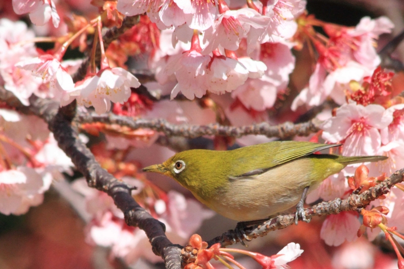 フォト・ライブラリー(423)ウグイスの初鳴き・寒桜とメジロ - 片柳神父