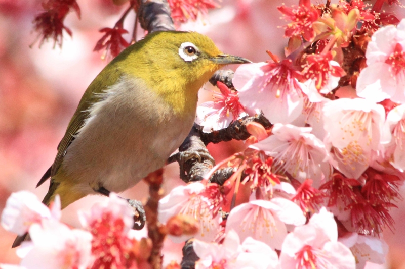 フォト・ライブラリー(423)ウグイスの初鳴き・寒桜とメジロ - 片柳神父