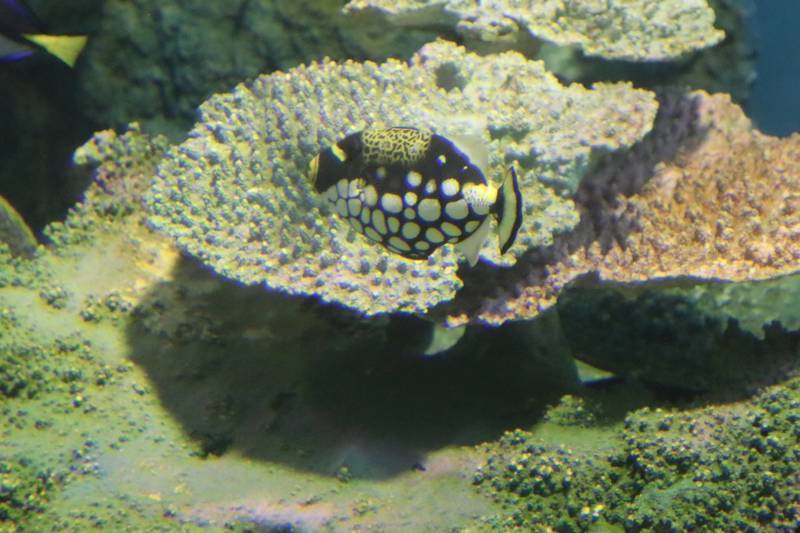 水族館魚図鑑-モンガラカワハギ(Balistoides conspicillum) - 動物園