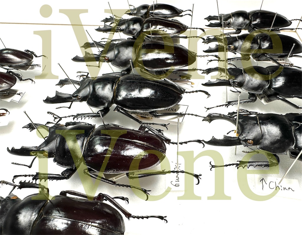 Memorandum】分類の難しい例、ペラルマトゥスマルバネクワガタ