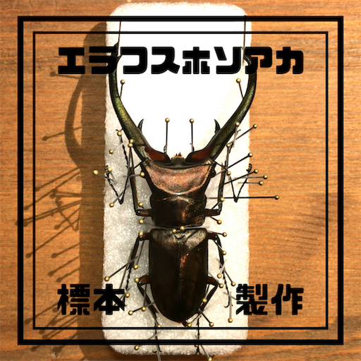 エラフスホソアカクワガタ標本製作-100均フォトフレームでいつもより