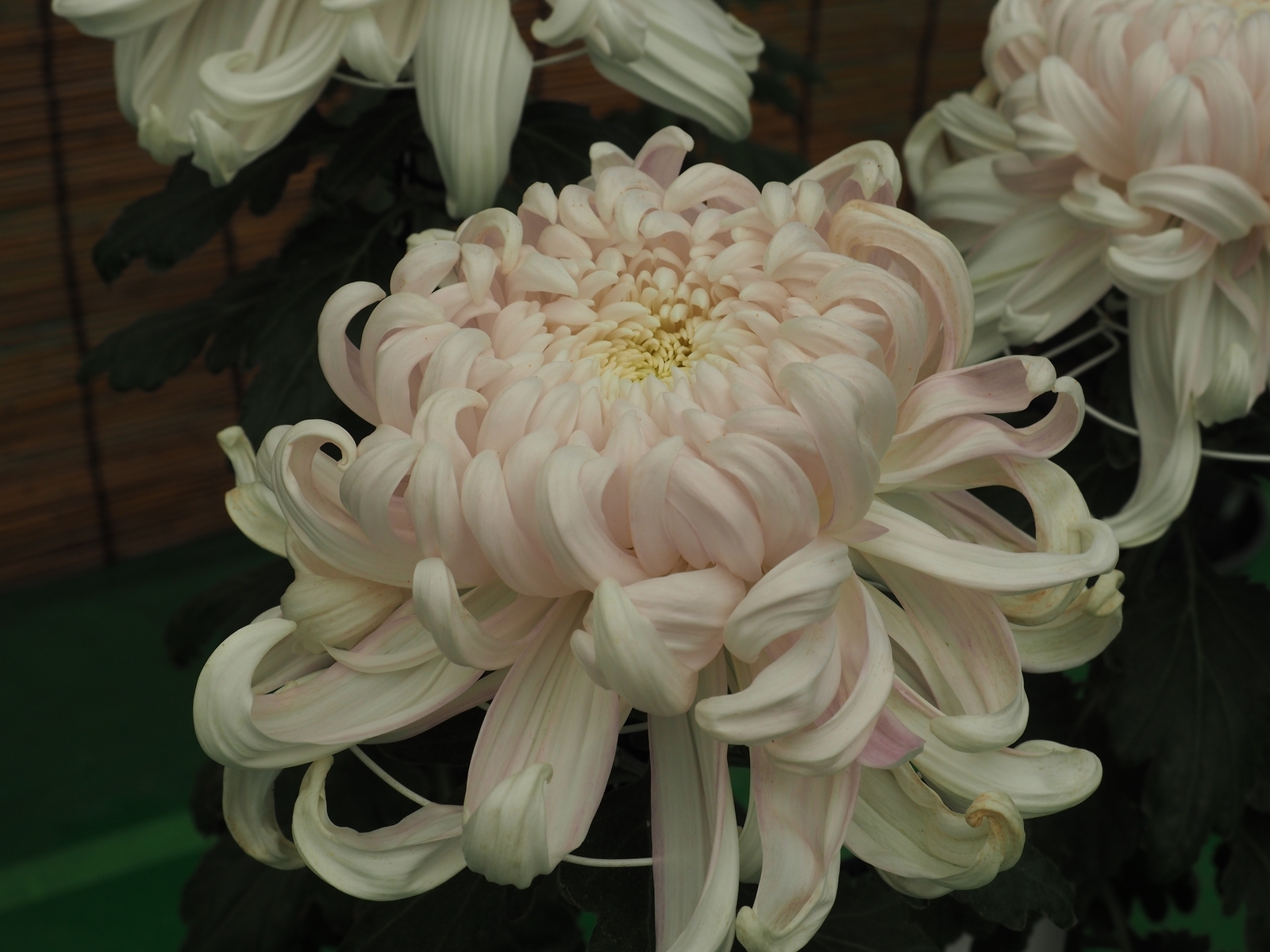 菊花フェスティバル2024 in 白山「前編」 - 金沢おもしろ発掘