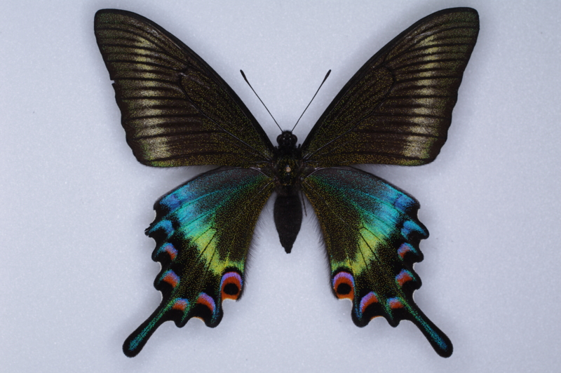 ミヤマカラスアゲハの標本 （メス）; 北海道産; 春型 a - 虫村の日記