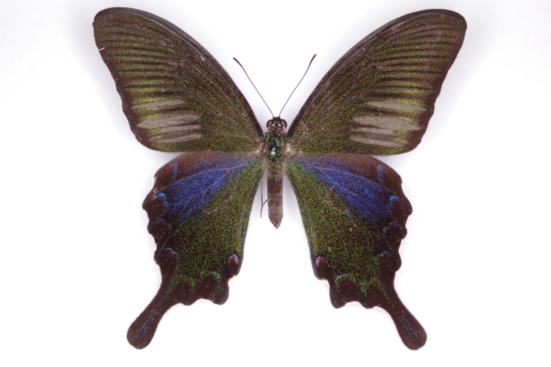 ヤエヤマカラスアゲハの標本 （オス）; 石垣島産; 夏型（9月採集） a