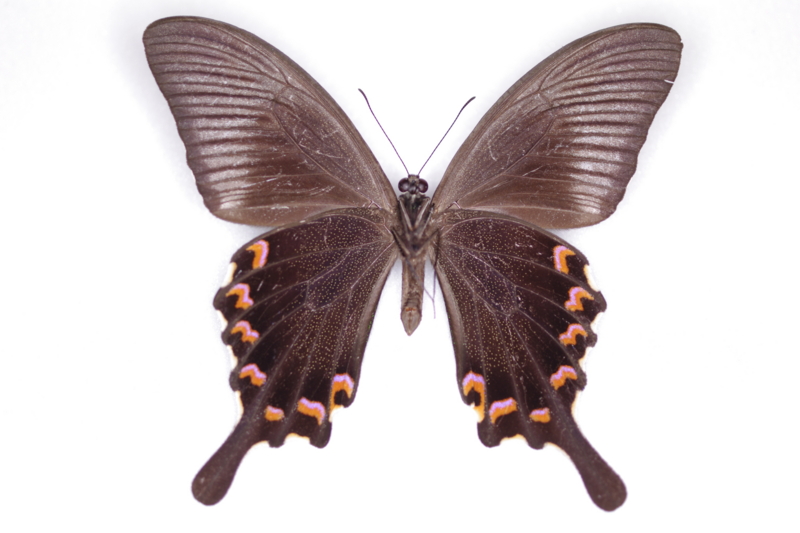 ヤエヤマカラスアゲハの標本 （オス）; 石垣島産; 夏型（9月採集） a