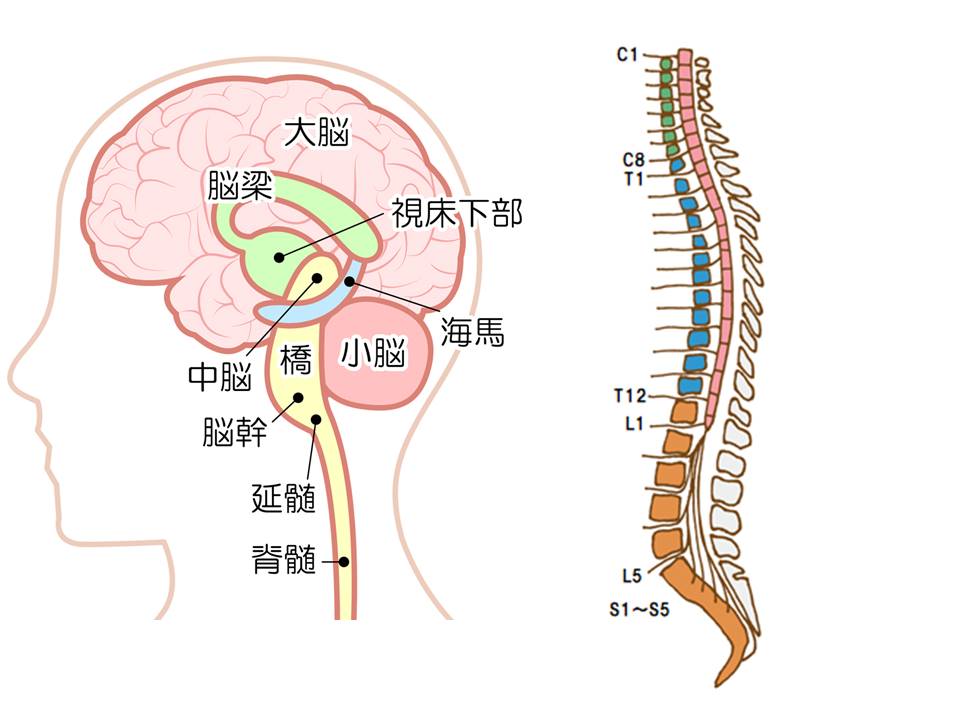 基礎から学ぶ】神経系・概要（中枢神経と末梢神経）【解剖生理学