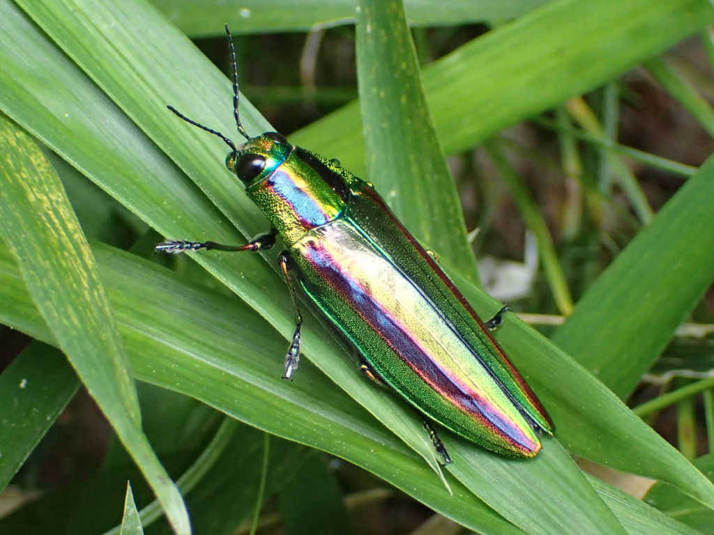 ヤマトタマムシ｜虹色の美しい姿はまるで宝石！人に幸せを運ぶ虫